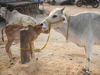 Cow and calf tied by rope to iron pole in Indian village rural area