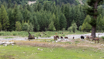 Donkeys or mules grazing on green pasture Kumrat valley
