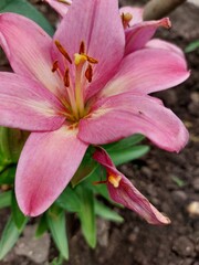 pink lily flower