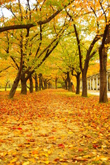 紅葉のカーペット