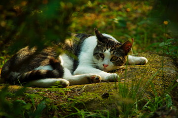 どこかを見つめる猫