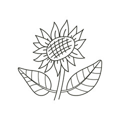 sunflower isolated on white background