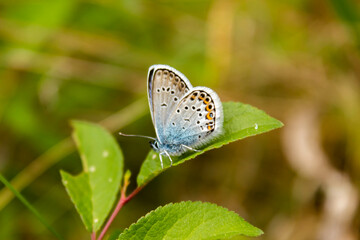 butterfly on a flower