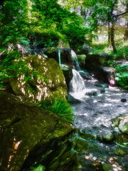 Obraz premium 初夏の新緑が美しい渓流の風景