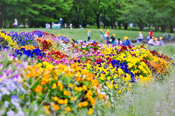 日本の春の公園の花壇と緑の芝生