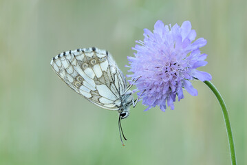Marbled white butterfly female sitting on a blue meadow flower at dusk. Blurred background, copy space. Genus species Melanargia galathea.