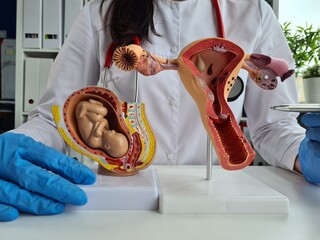 Doctor explains process of fertilization to patient on artificial models of uterus and fetus