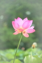 Obraz premium 日本の初夏・蓮のクローズアップ写真