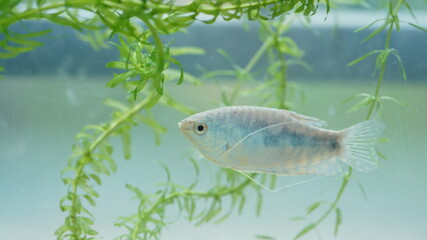 The lovely and colorful fishes swimming in the pool