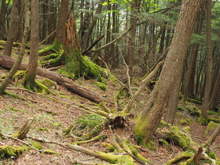中禅寺湖周辺の樹林帯