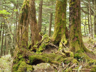 中禅寺湖周辺の樹林帯