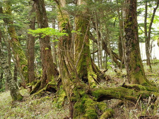 中禅寺湖周辺の樹林帯