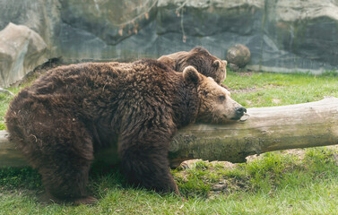 Niedźwiedź brunatny w relaksującej pozie. Zoo Zamość.