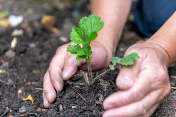 hand planting a seedling.