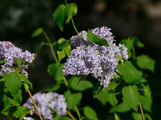 blooming lilac plant with flowers on the background of foliage.