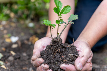 A farmer protecting and holding the soil with a sapling with his hands.
