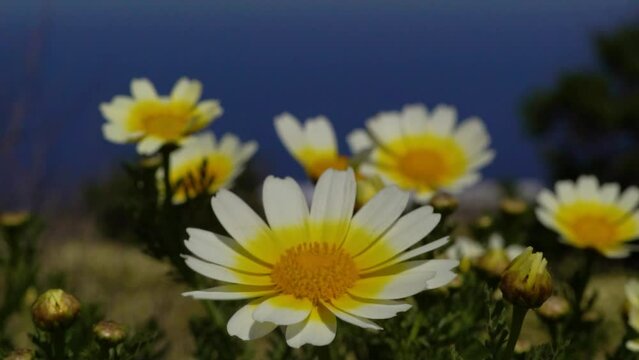 Close up of vibrant yellow flowers moving in the breeze.  Camera pans up and over the flowers, shot filmed in slow motion