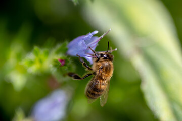 Macro close up of a bee pollenating a flower.