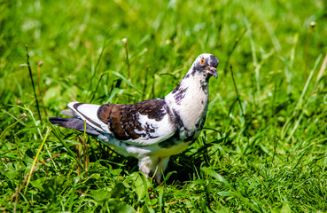 A black and white pigeon stands on the grass