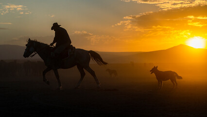 horse &cowboy on sunset background