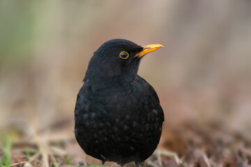 a portrait of a male blackbird