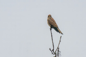 a female kestrel sits on a lookout and looks for prey