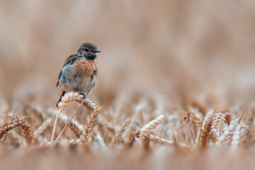 a female stonechat sits on a wheat ear and looks for food