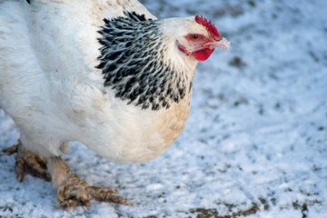 a domestic fowl chicken on a chicken yard