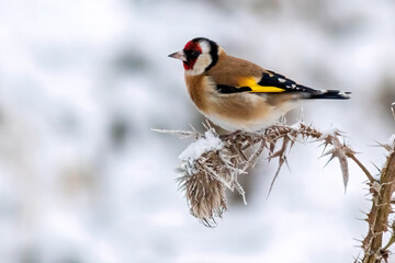 Obraz na płótnie Canvas a goldfinch sits on a snowy thistle and looks for food
