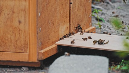 Beehive Box Set Up on Street By Professional Beekeeper To Collect Wild Wandering Bees Colony