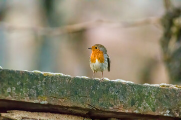 a robin sits on a branch