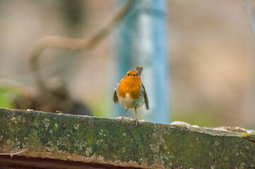 a robin sits on a branch