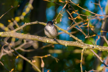 blackcap sits on a branch