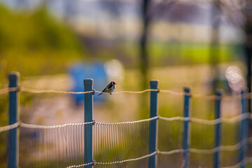 a goldfinch sits on a fence and looks for food