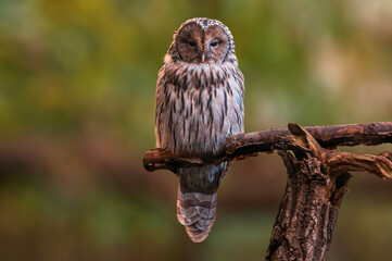 a Ural owl sits on a branch of a tree