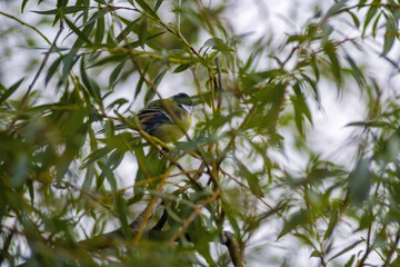 a blue tit sits on a branch