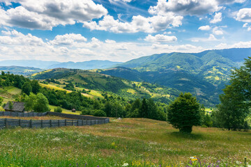 Fototapeta na wymiar carpathian rural landscape at high noon in summer. herbs and grass on the pasture. forested hills rolling in to the distant mountain ridge. nature in green and blue. fluffy clouds on a sunny day