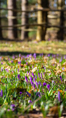 crocus flowers blooming season. nature background of garden flora on a sunny day in spring
