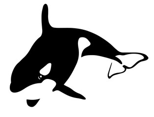 vector killer whale silhouette isolated on white © Vector rare animals