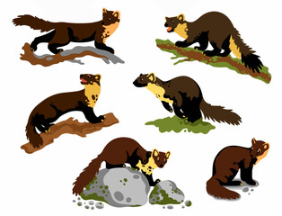 Graphic collection of pine martens 