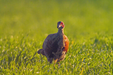 a young pheasant rooster in a meadow