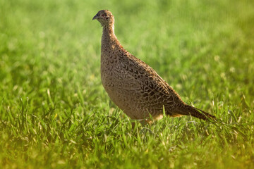 a young pheasant chicken in a meadow