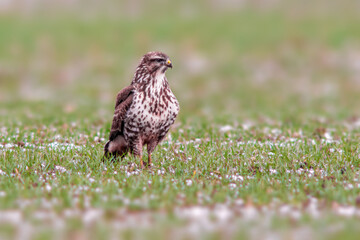 a Buzzard sits on a snowy winter field