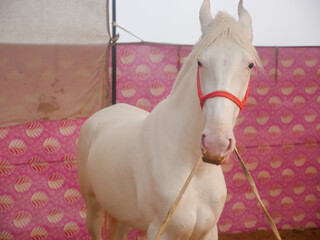 Horse tied by rope in indian village rural area