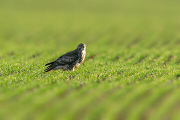 a Buzzard sits on a green field in spring