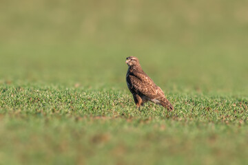 a Buzzard sits on a green field in spring