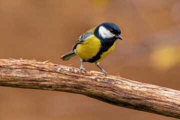a great tit sits on a branch
