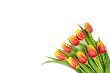 yellow-red tulips on a white background, with space for text and congratulations. concept postcard, congratulation, invitation, announcement, advertisement. High quality photo