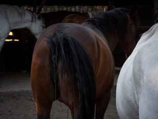 Backview of mare in heat with other  mares surrounding her.