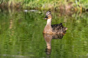 Mallard duck floating on the water with young ducklings